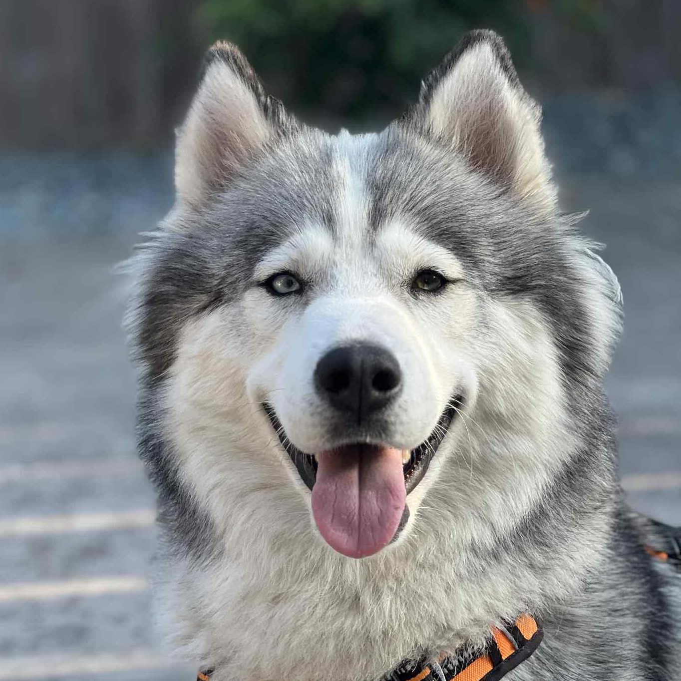 Xena