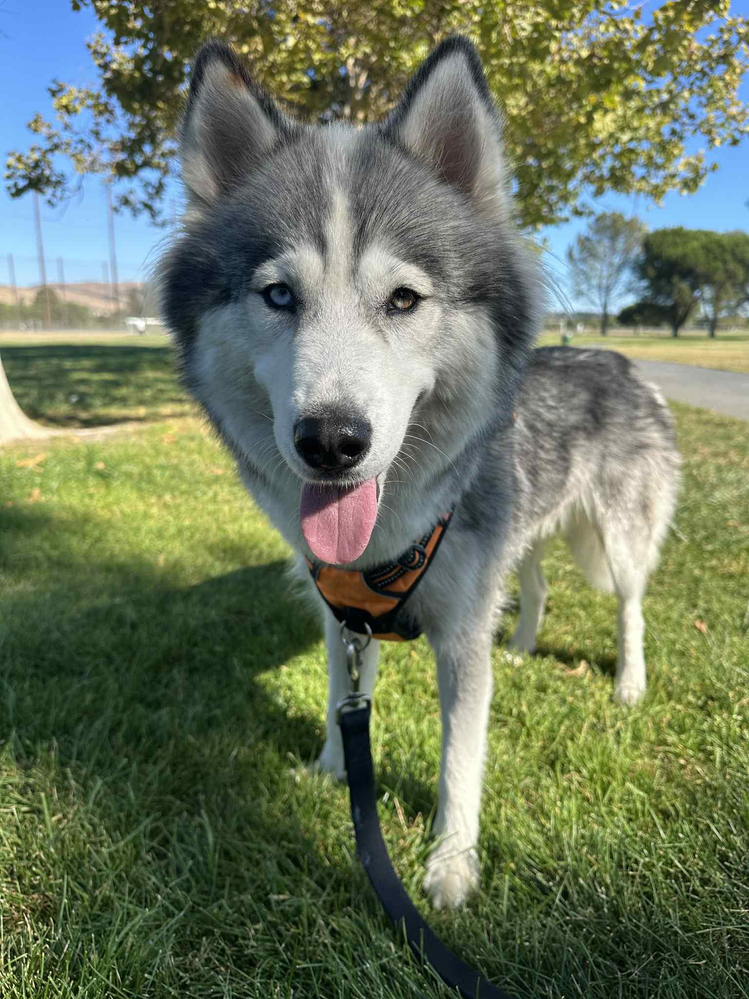Xena, Adoptable, Adult Female Siberian Husky.