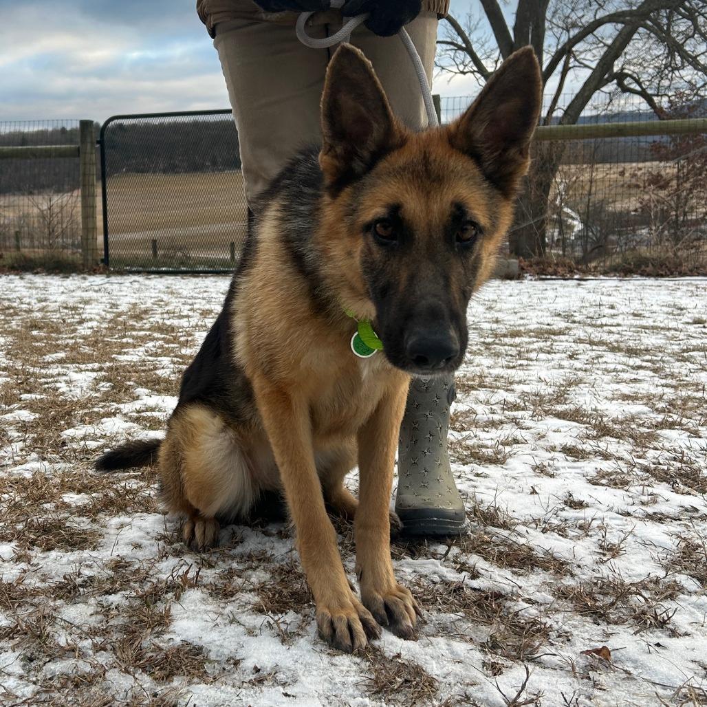 Enlarge Riot/Riley (26-005), a Adoptable German Shepherd Dog in New Ringgold, PA image 1/5