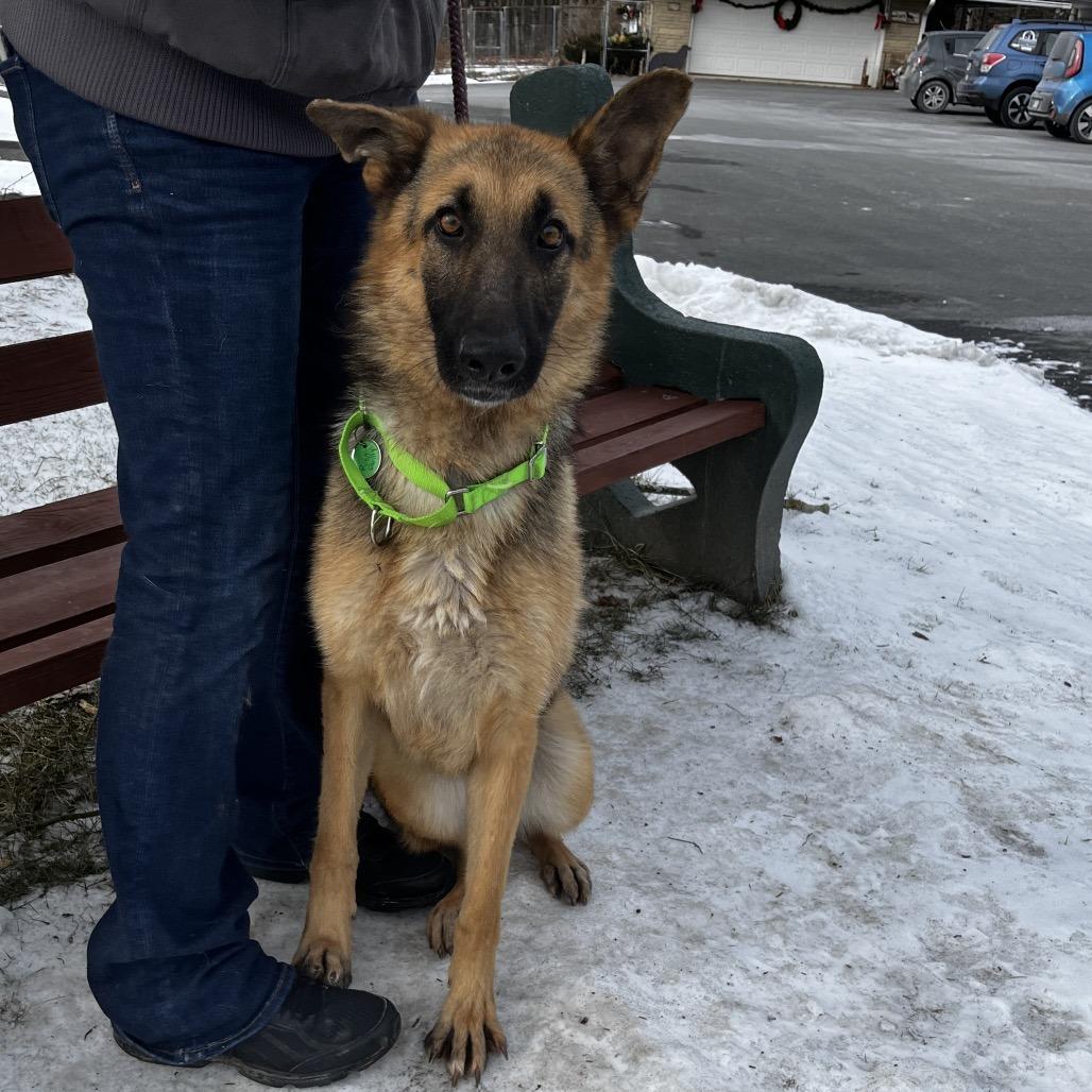 Enlarge Riot/Riley (26-005), a Adoptable German Shepherd Dog in New Ringgold, PA image 3/5