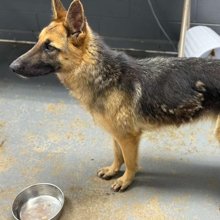 Enlarge Riot/Riley (26-005), a Adoptable German Shepherd Dog in New Ringgold, PA image 4/5