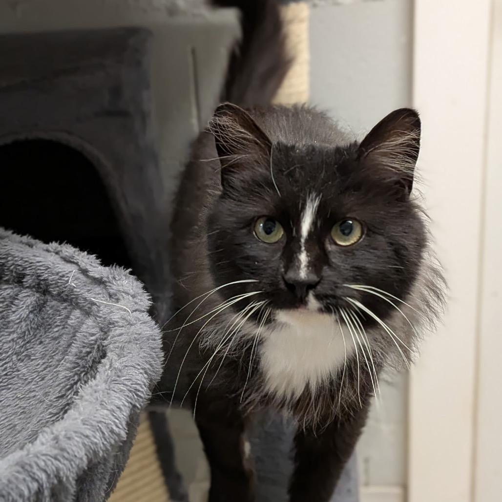 Edith, Adoptable, Adult Female Domestic Long Hair.
