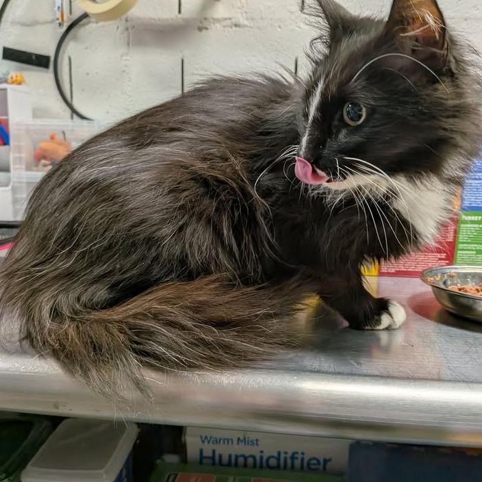 Edith, Adoptable, Adult Female Domestic Long Hair.