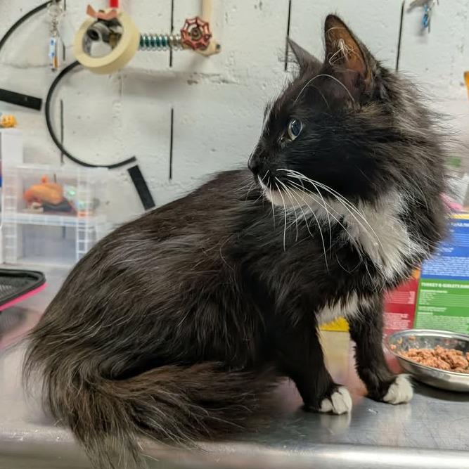 Enlarge Edith, a Adoptable Domestic Long Hair in Greenville, PA image 2/2