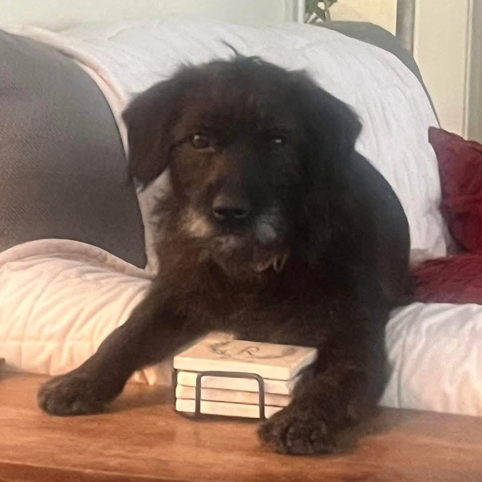 Enlarge Lulu, a ADOPTABLE mixed breed in Lubbock, TX image 1/5