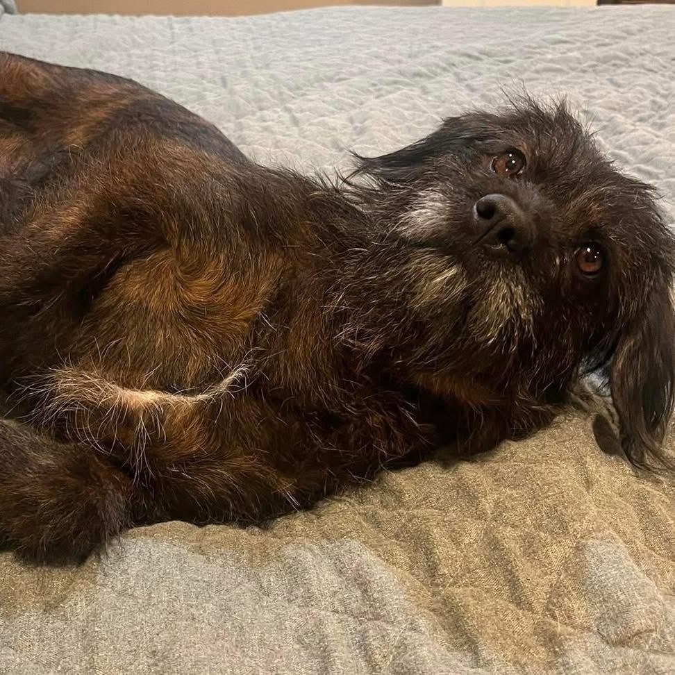 Enlarge Lulu, a ADOPTABLE mixed breed in Lubbock, TX image 2/5