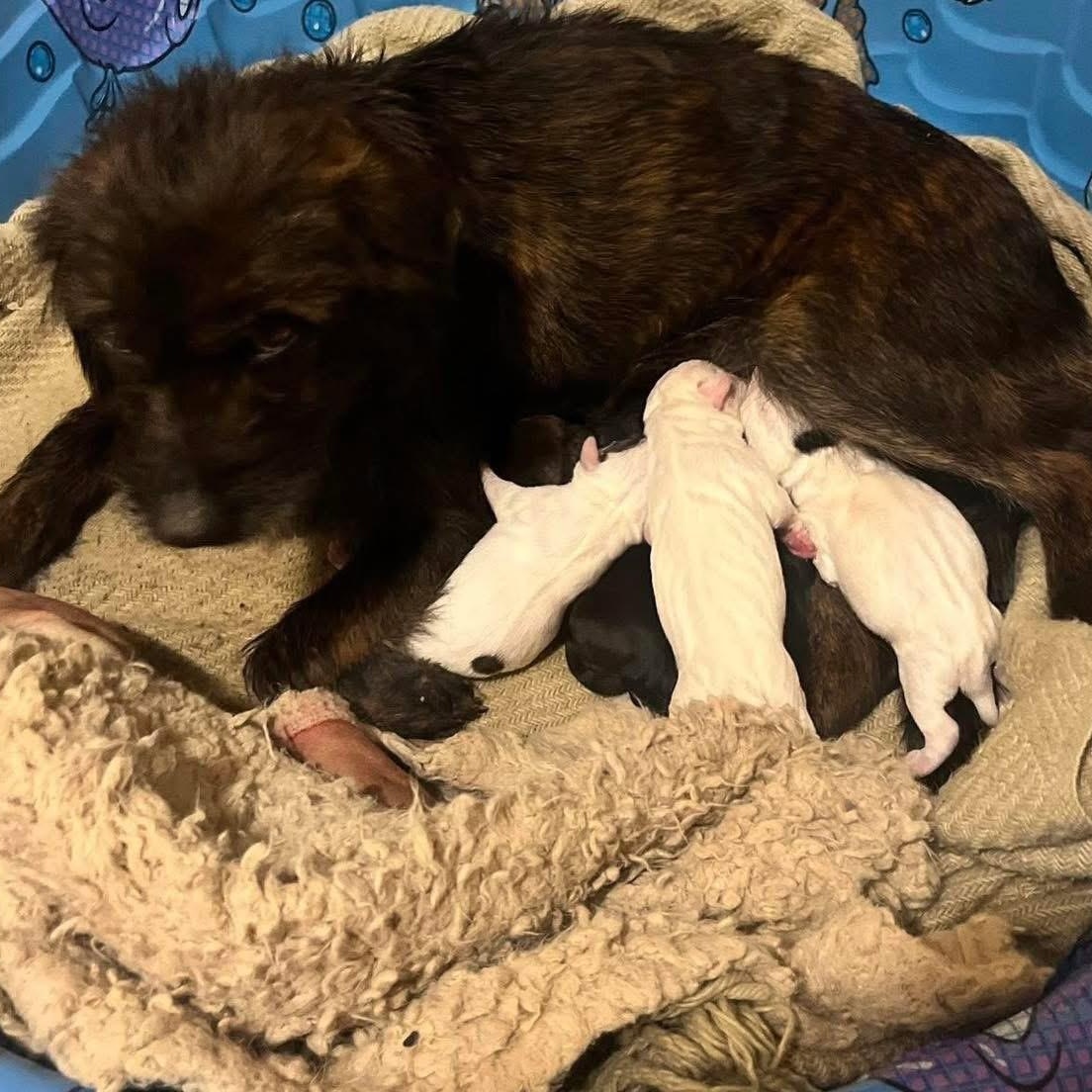 Enlarge Lulu, a ADOPTABLE mixed breed in Lubbock, TX image 4/5