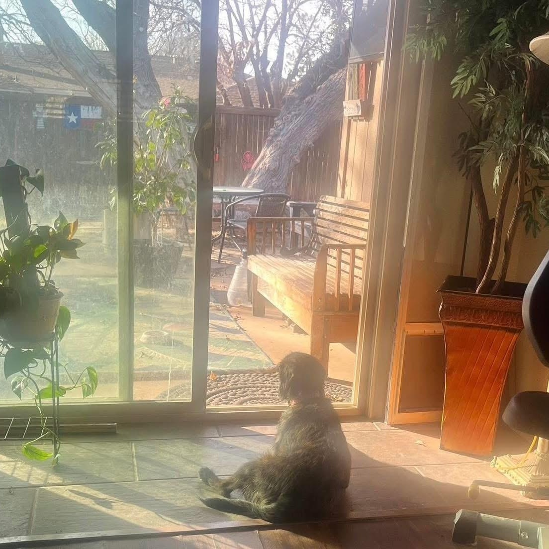 Enlarge Lulu, a ADOPTABLE mixed breed in Lubbock, TX image 5/5