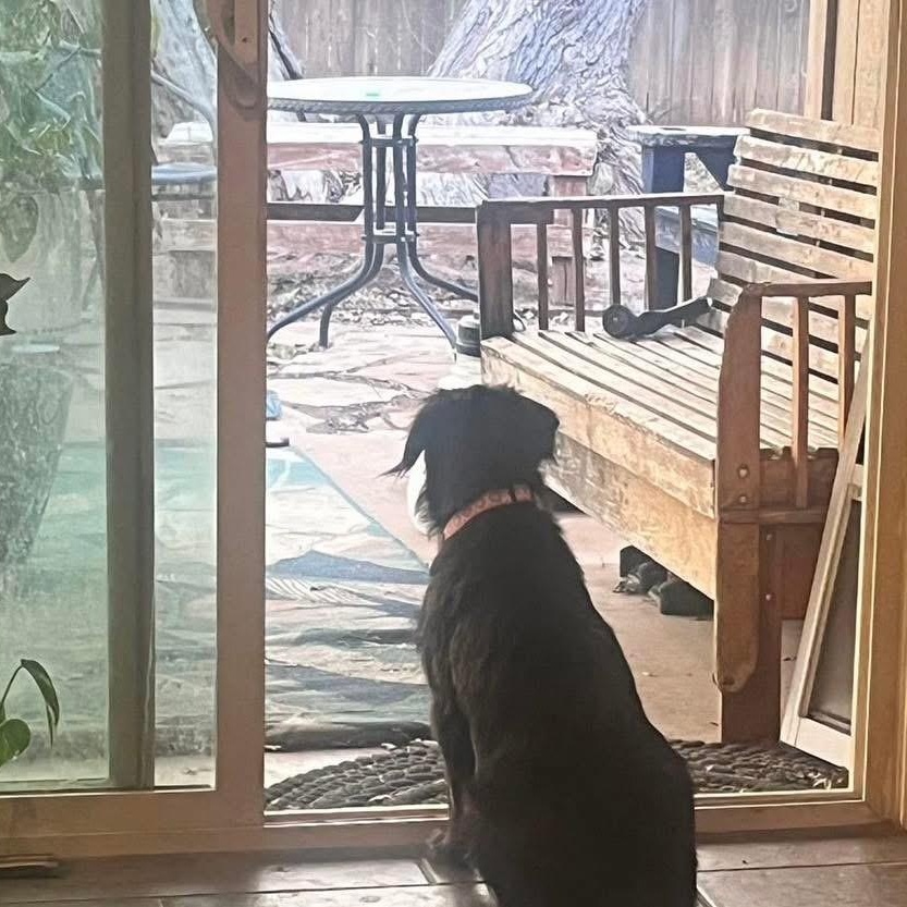 Enlarge Lulu, a ADOPTABLE mixed breed in Lubbock, TX image 3/5