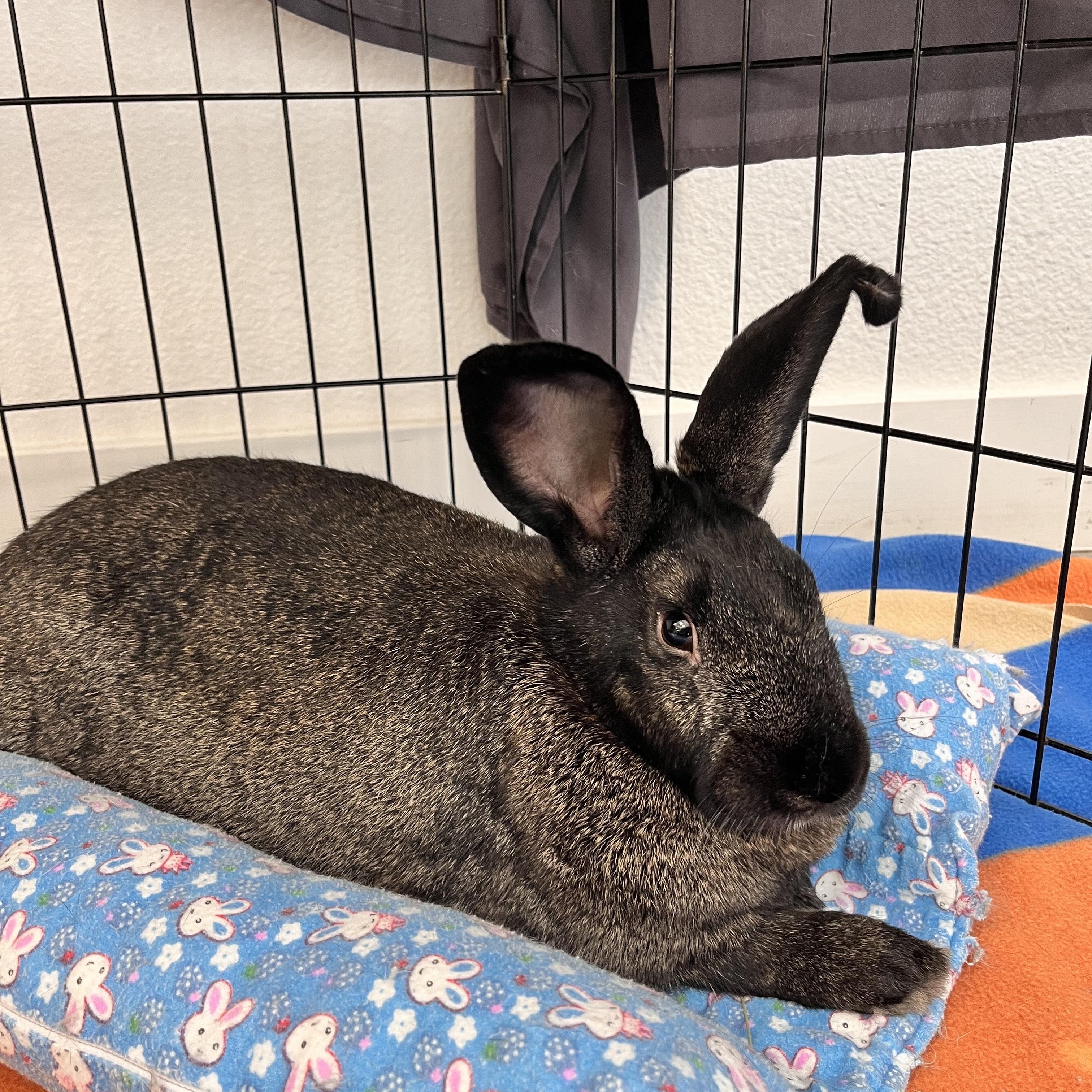 Bear, Adoptable, Adult Female Bunny Rabbit.