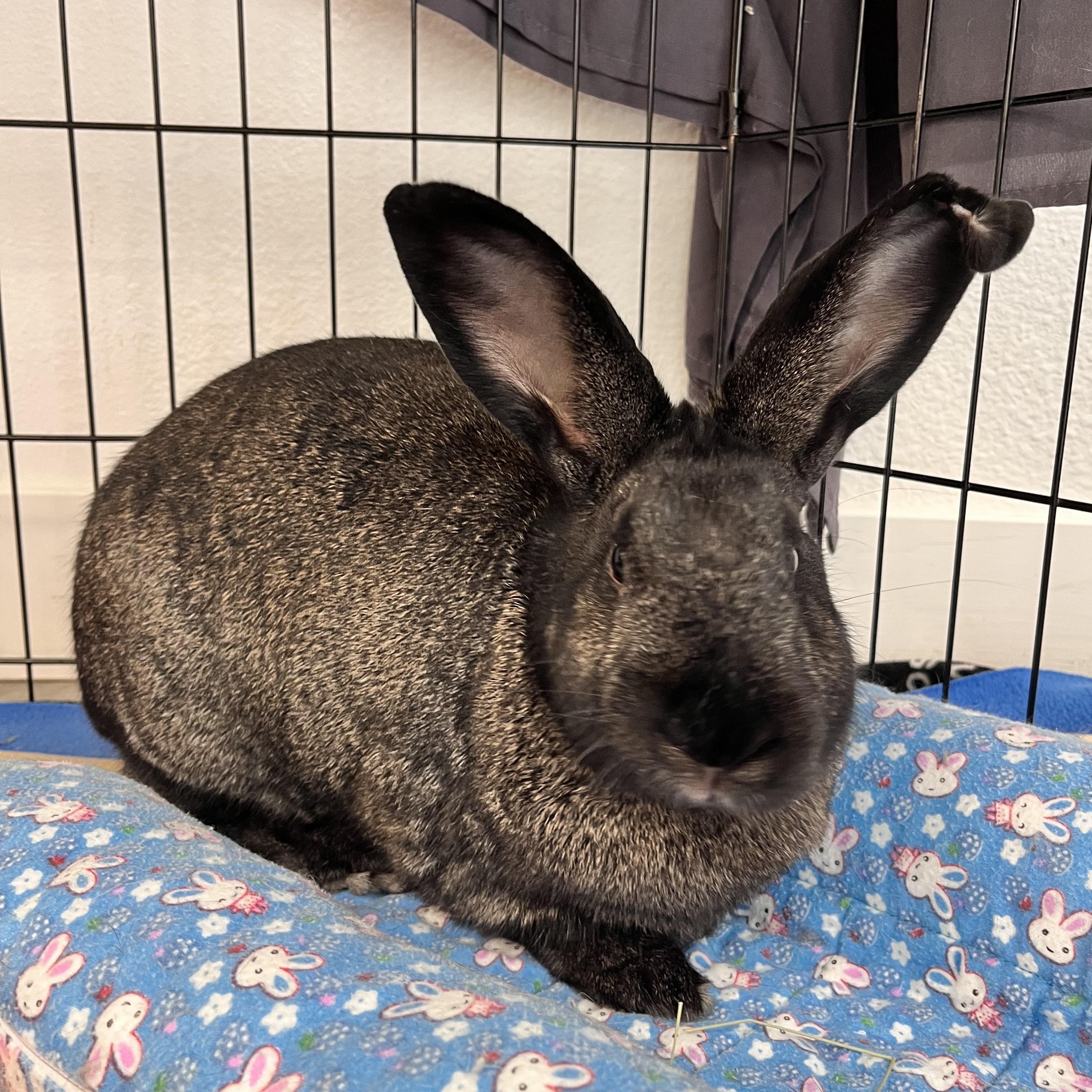 Enlarge Bear, an adopted Bunny Rabbit in Long Beach, CA image 2/2