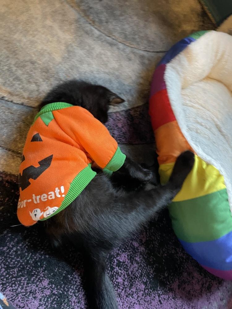 Nico, ADOPTABLE, Kitten • Male, Domestic Medium Hair & Siberian.