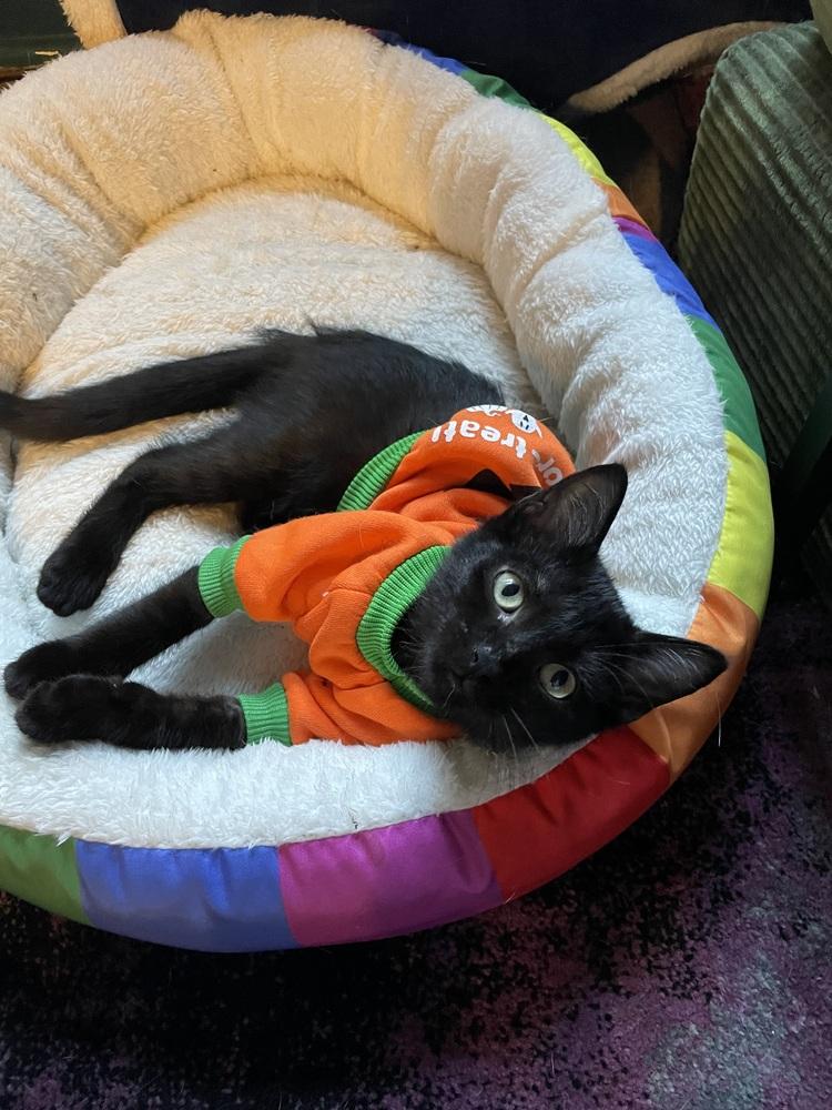Enlarge Nico, a Adoptable mixed breed in Chicago, IL image 2/3