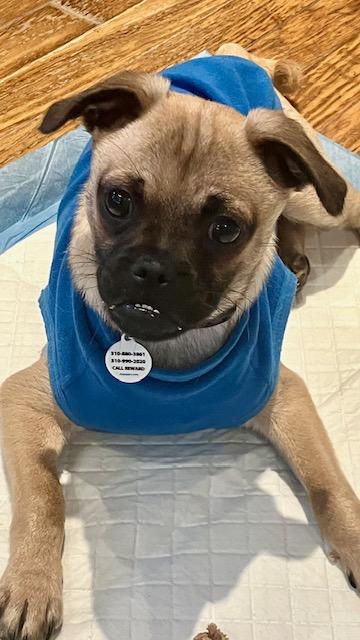 Enlarge Juno and Jax M/F Bonded Pair available at Charlie's Little Dog House, an adopted mixed breed in PORTLAND, OR image 2/3