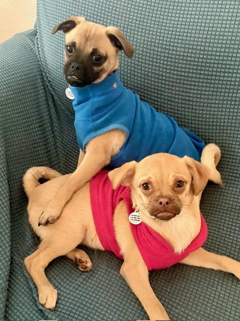 Enlarge Juno and Jax M/F Bonded Pair available at Charlie's Little Dog House, an adopted mixed breed in PORTLAND, OR image 1/3