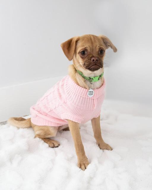 Enlarge Juno and Jax M/F Bonded Pair available at Charlie's Little Dog House, an adopted mixed breed in PORTLAND, OR image 3/3
