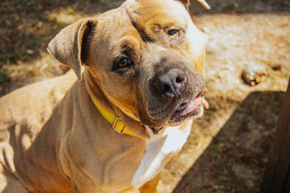 05738B Logger, Adoptable, Adult Male Terrier & Mixed Breed.