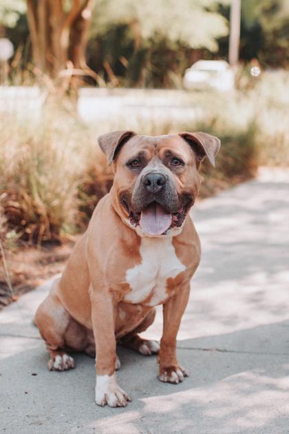 05738B Logger, Adoptable, Adult Male Terrier & Mixed Breed.