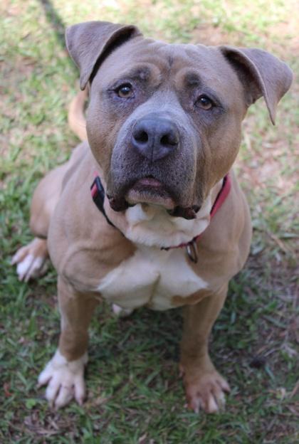 Enlarge 05738B Logger, a Adoptable mixed breed in North Charleston, SC image 2/3
