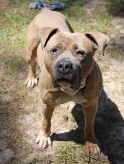 Enlarge 05738B Logger, a Adoptable mixed breed in North Charleston, SC image 3/3