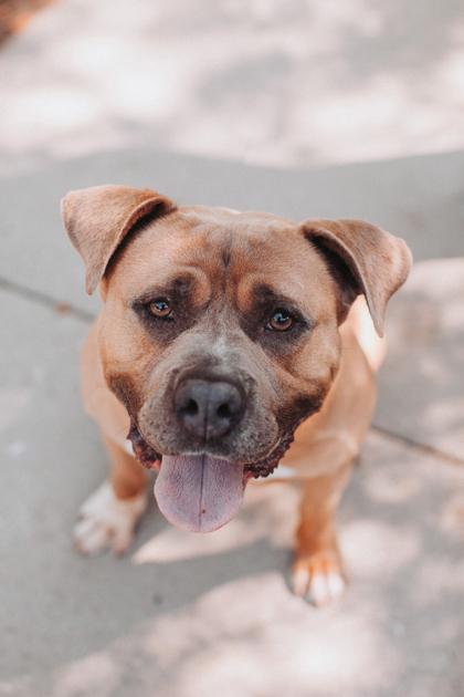 Enlarge 05738B Logger, a Adoptable mixed breed in North Charleston, SC image 2/3