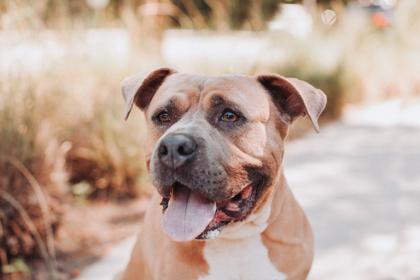 Enlarge 05738B Logger, a Adoptable mixed breed in North Charleston, SC image 3/3