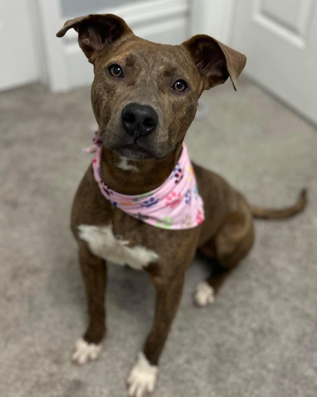 Enlarge Forest, an adopted mixed breed in Washington , PA image 1/1