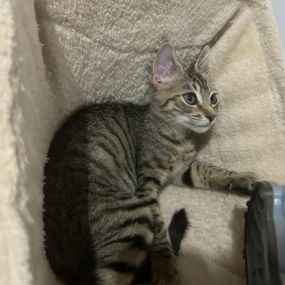 Willow, Adoptable, Young Female Domestic Short Hair.