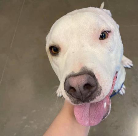 Perry, adopted, Adult Male Pit Bull Terrier.