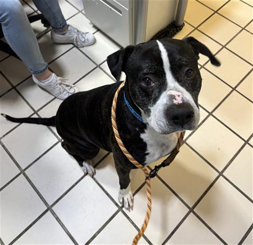 Enlarge CARL FREDRICKSEN, a Adoptable Pit Bull Terrier in Dayton, OH image 1/1