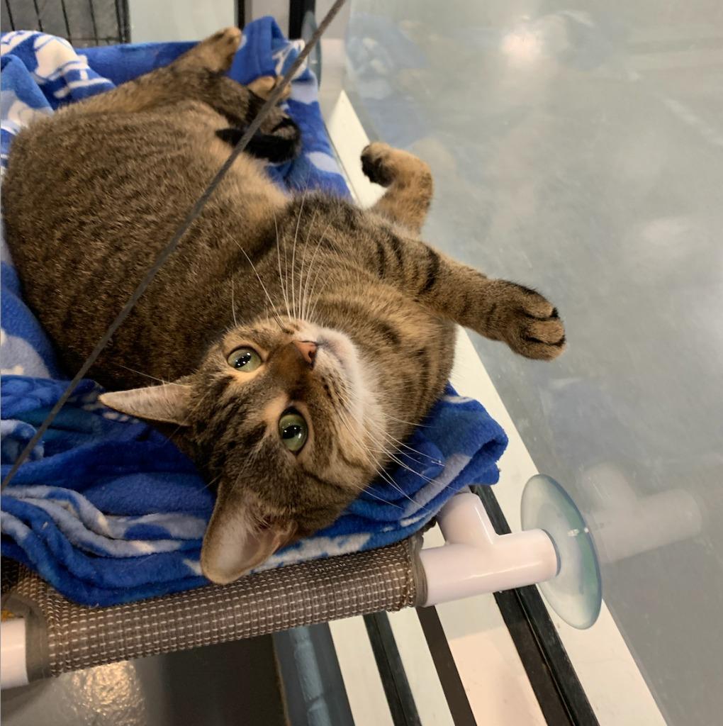 Jessie, Adoptable, Adult Female Domestic Short Hair.