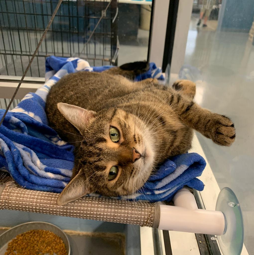 Enlarge Jessie, a Adoptable mixed breed in South Bend, IN image 3/5