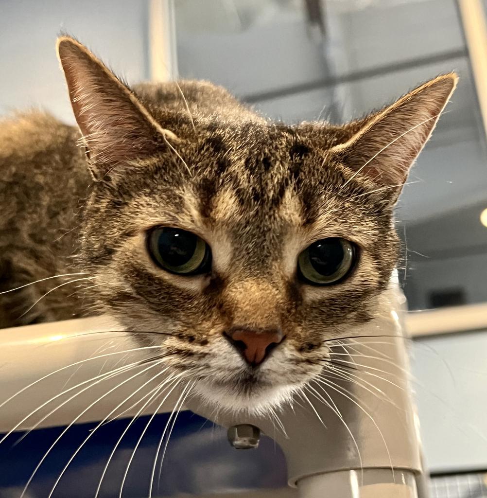 Enlarge Jessie, a Adoptable mixed breed in South Bend, IN image 4/5