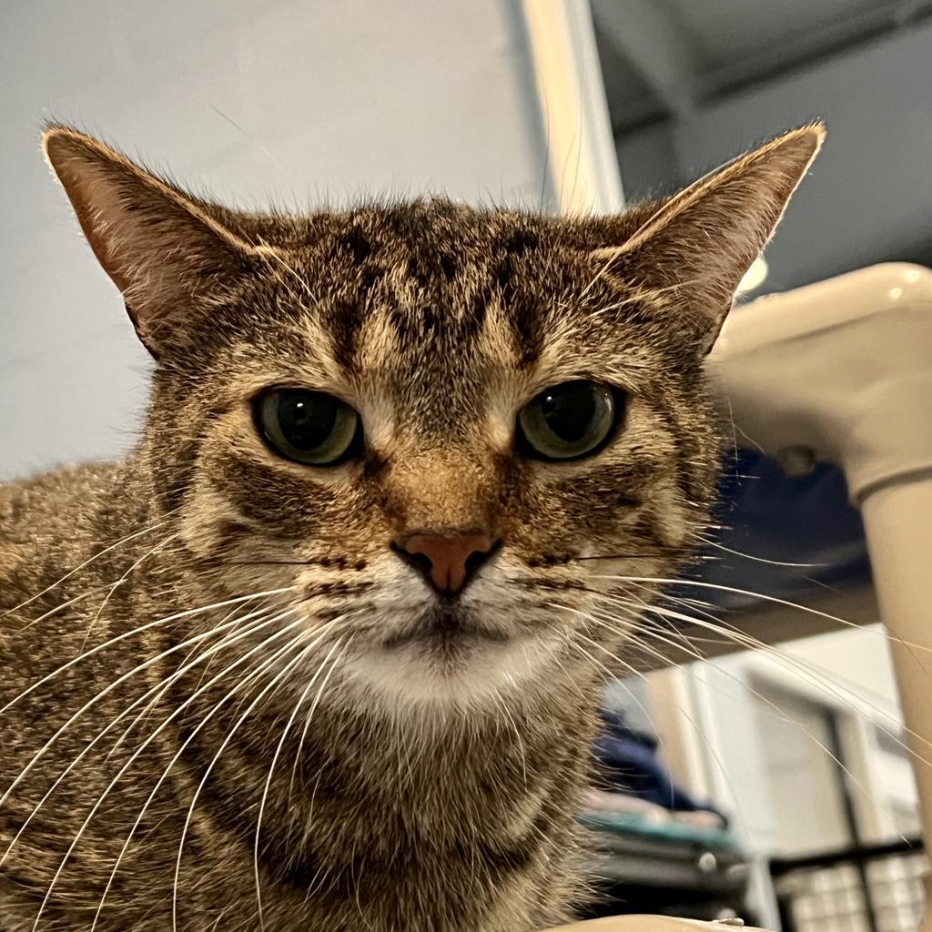 Enlarge Jessie, a Adoptable mixed breed in South Bend, IN image 5/5