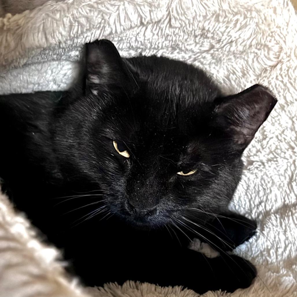 Franklin, Adoptable, Adult Male Domestic Short Hair.