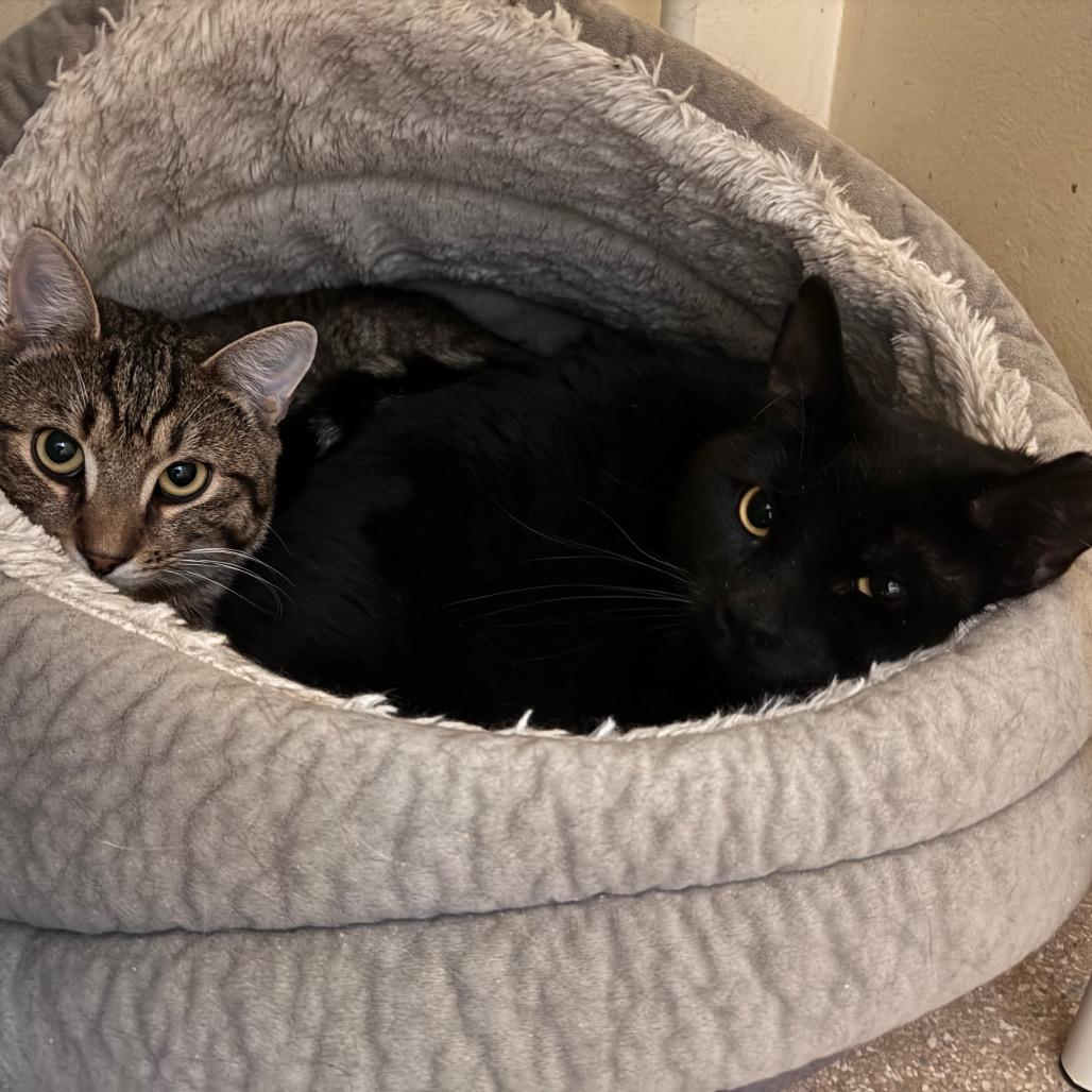 Enlarge Franklin, a Adoptable Domestic Short Hair in Salisbury, MA image 2/2