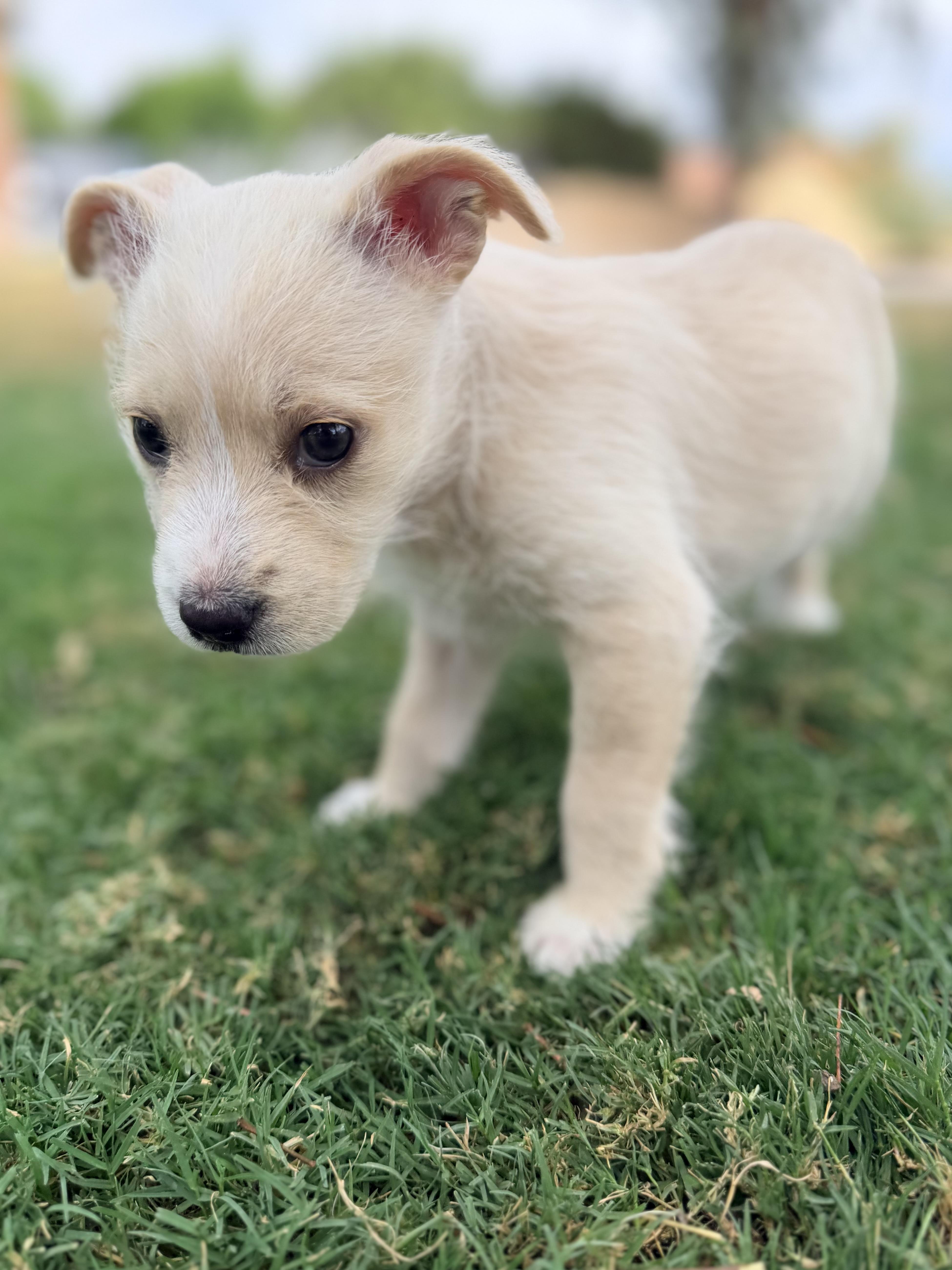Misty, a ADOPTABLE mixed breed in Gilbert, AZ image 4/4
