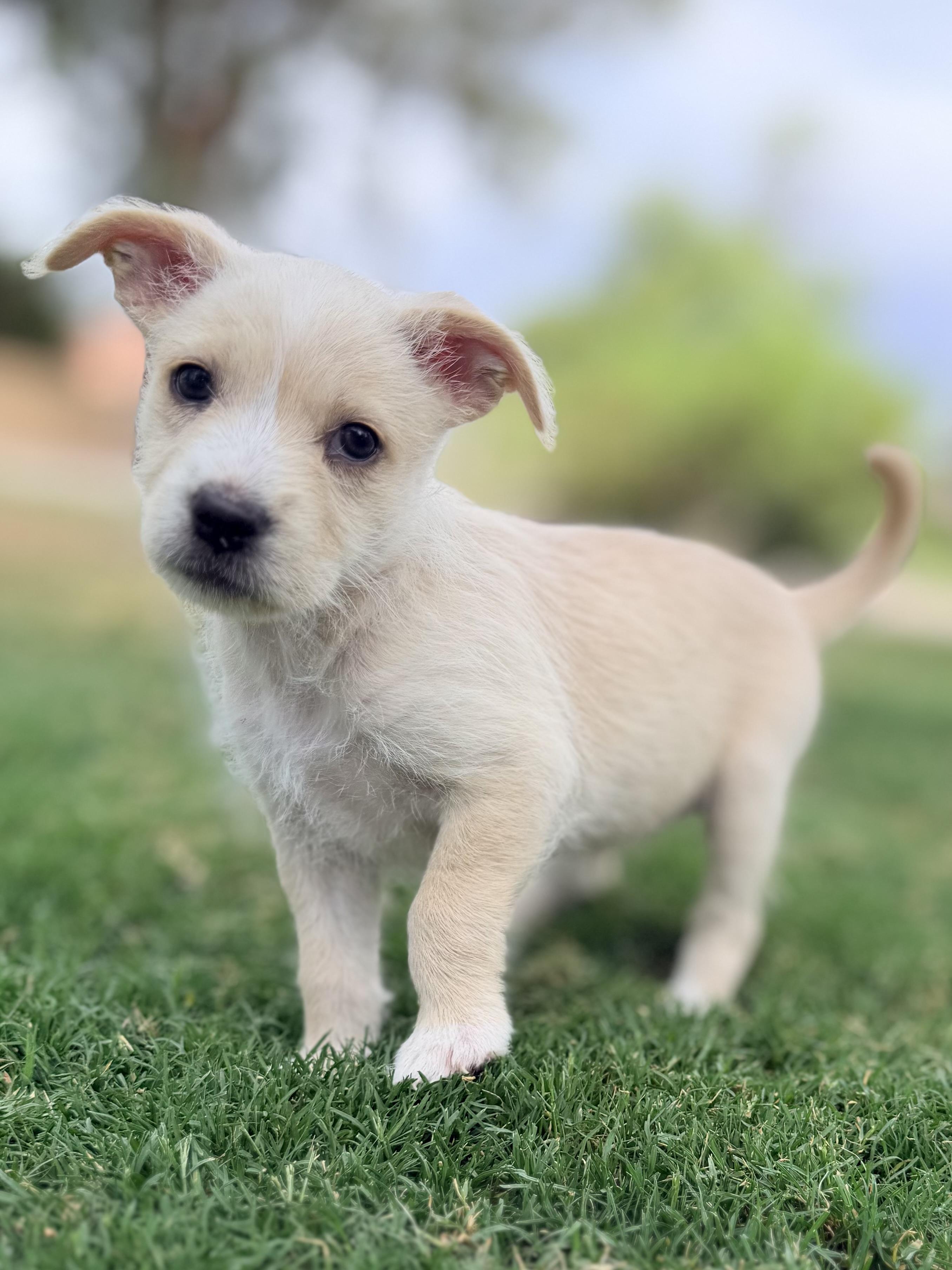 Misty, a ADOPTABLE mixed breed in Gilbert, AZ image 1/4