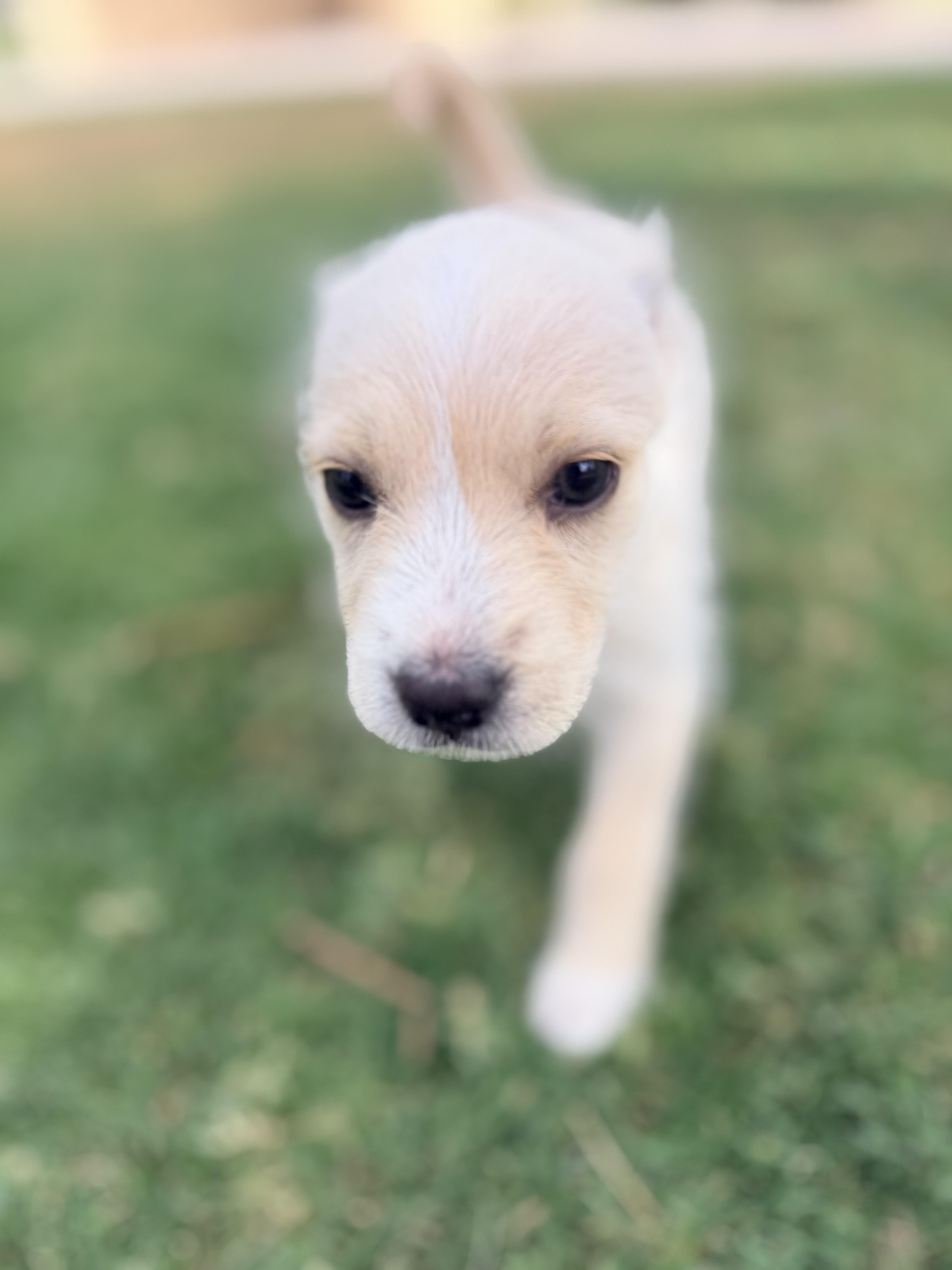 Misty, a ADOPTABLE mixed breed in Gilbert, AZ image 3/4