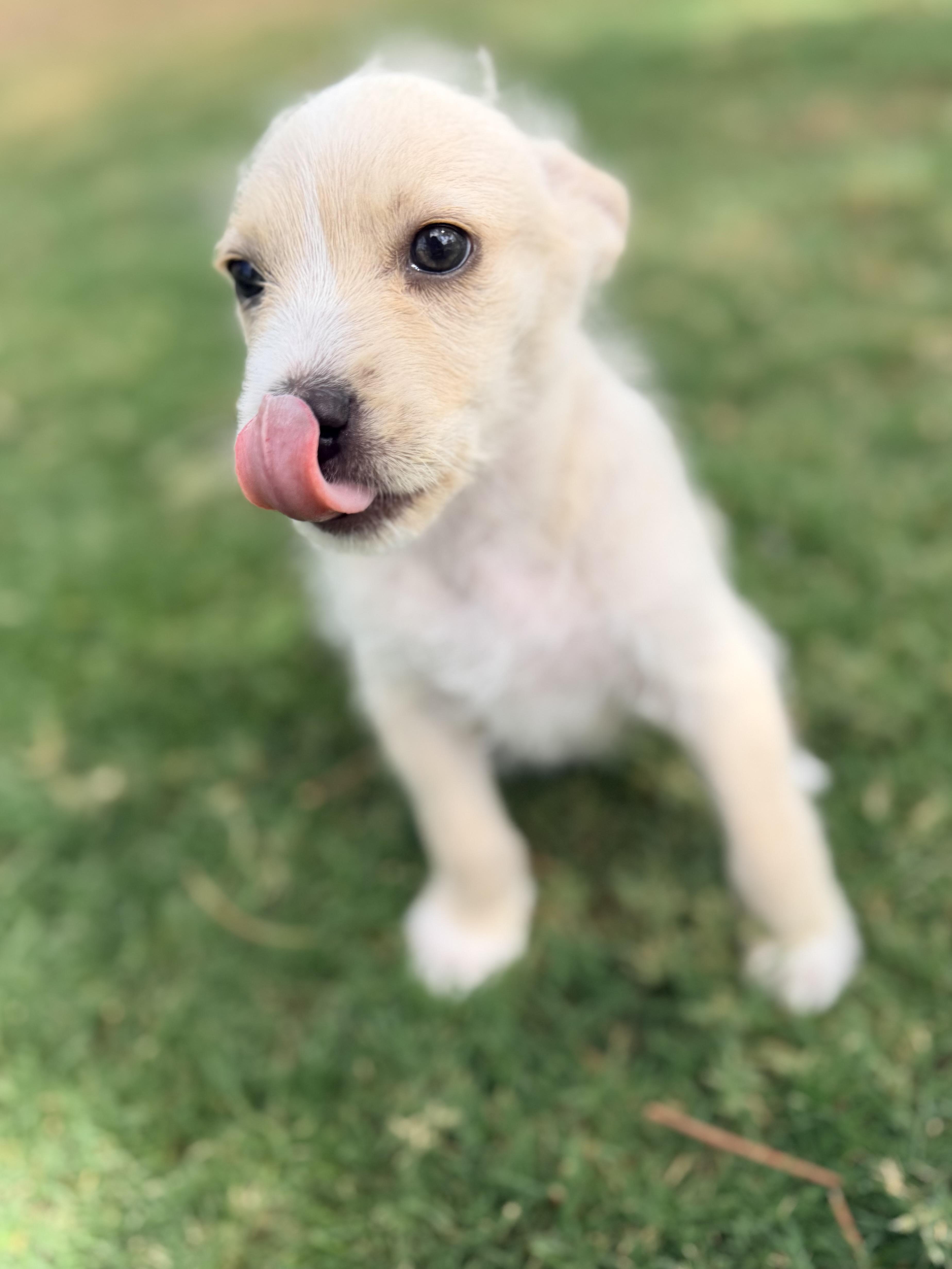 Misty, a ADOPTABLE mixed breed in Gilbert, AZ image 2/4