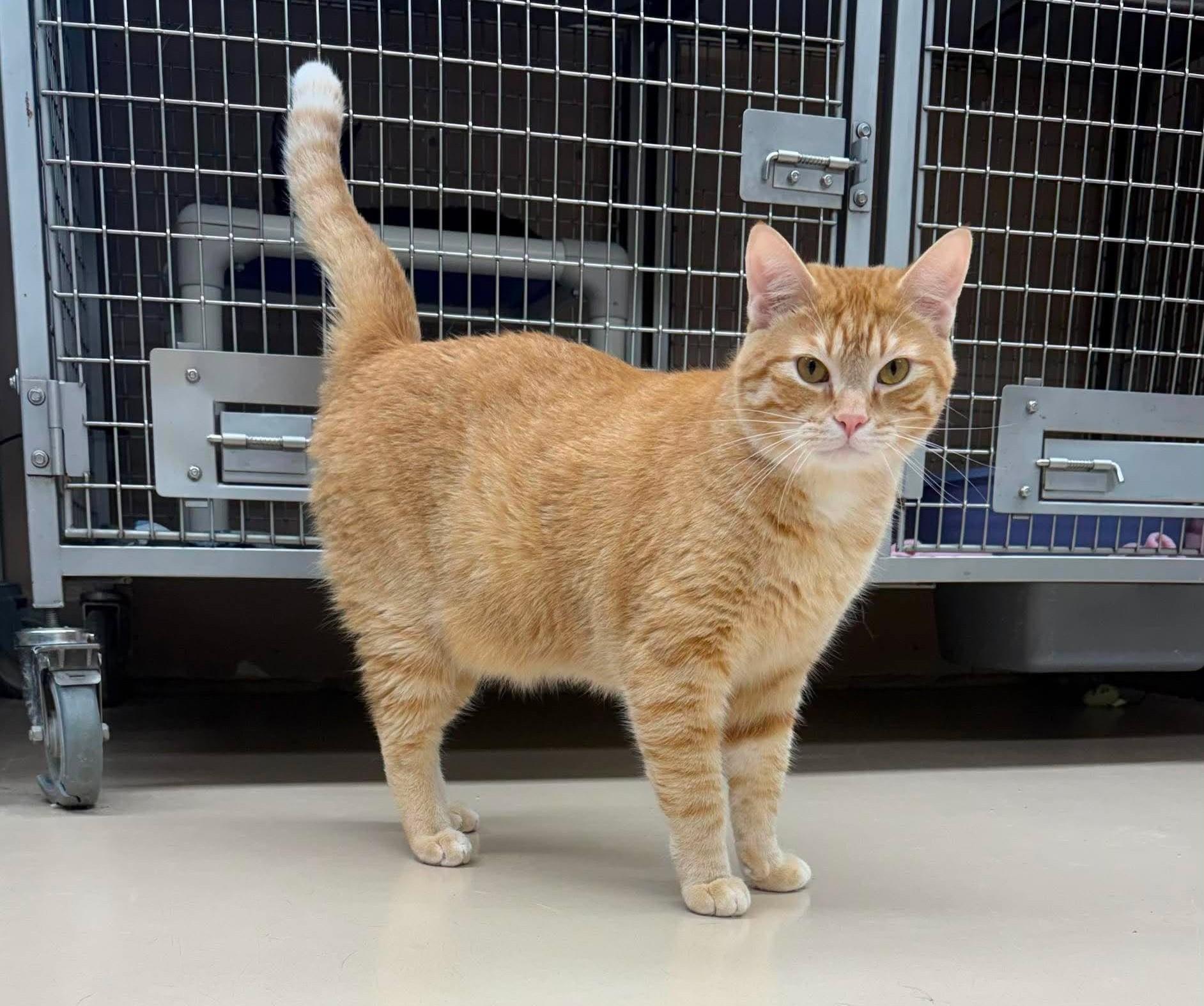 Enlarge Tracker, a Adopted mixed breed in Maryville, MO image 3/4