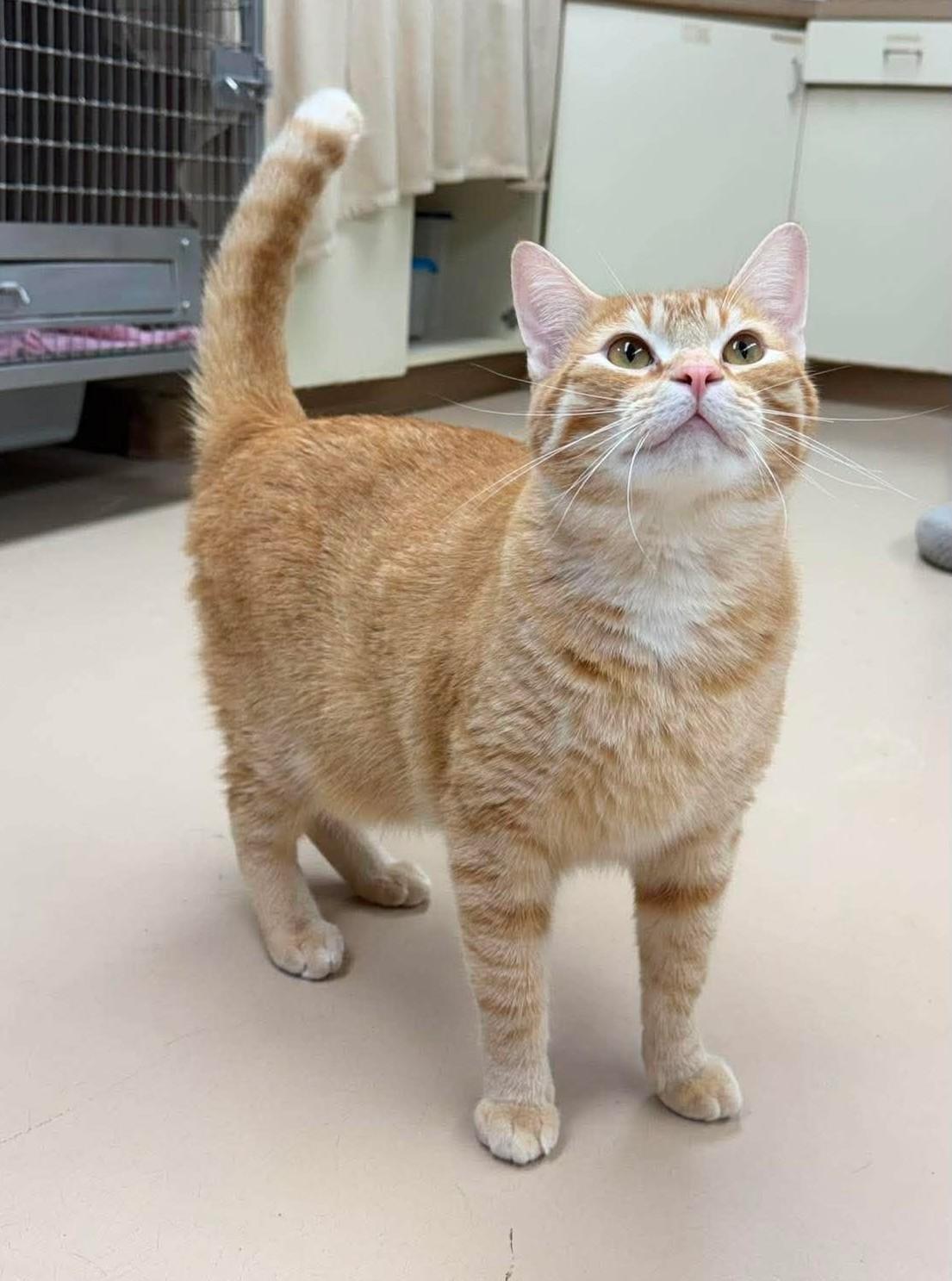 Enlarge Tracker, a Adopted mixed breed in Maryville, MO image 4/4