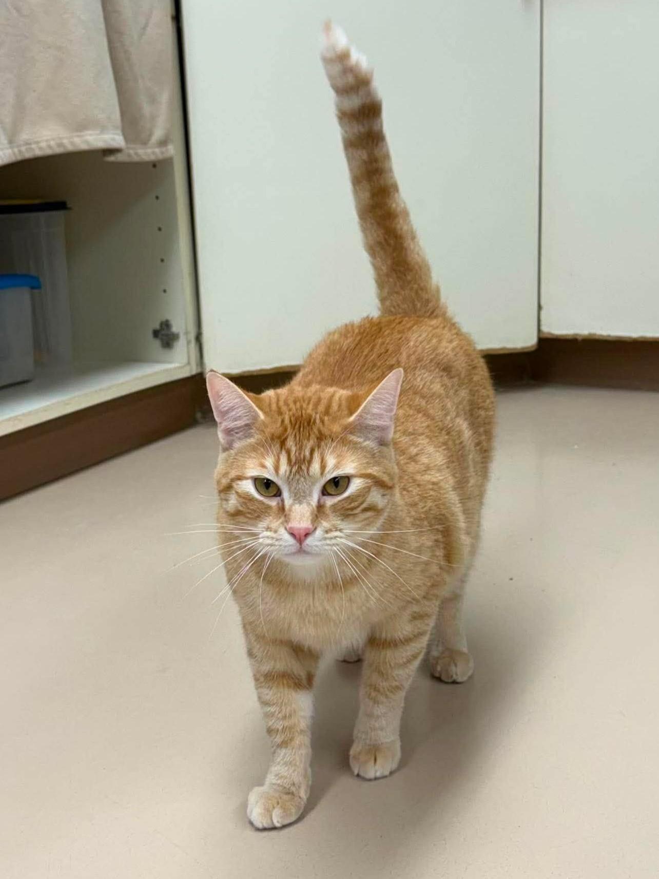 Enlarge Tracker, a Adopted mixed breed in Maryville, MO image 1/4
