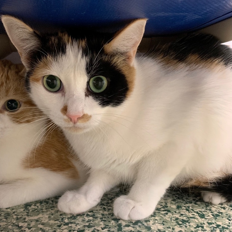 Persephone - Adoption Fee Waived!, a Adoptable mixed breed in Richland Center, WI image 4/4