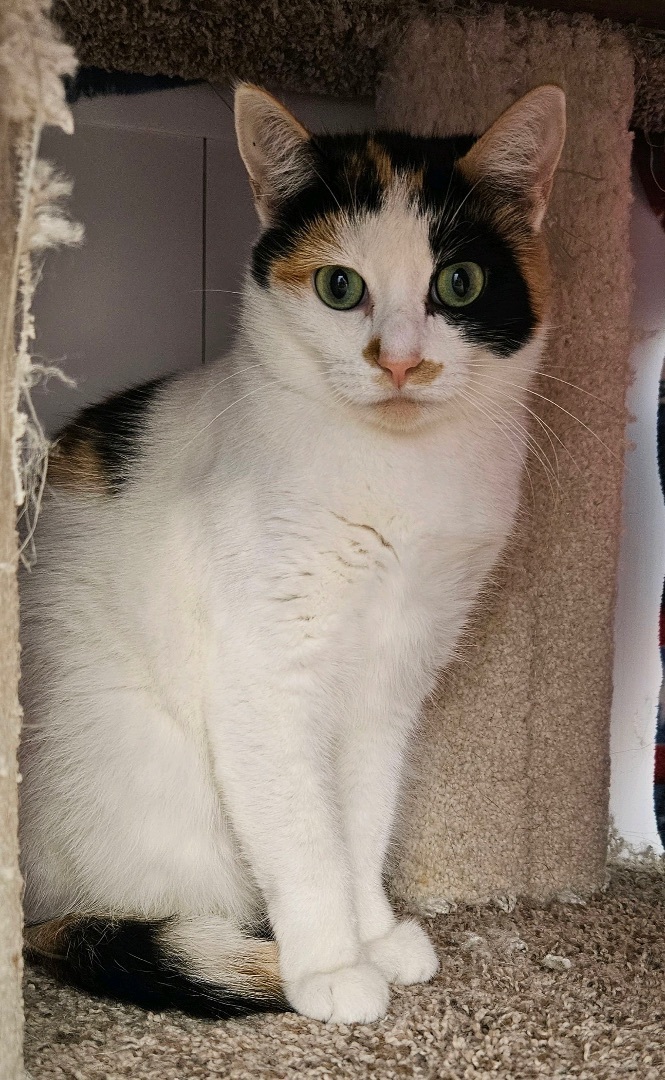 Persephone - Adoption Fee Waived!, a Adoptable mixed breed in Richland Center, WI image 3/4