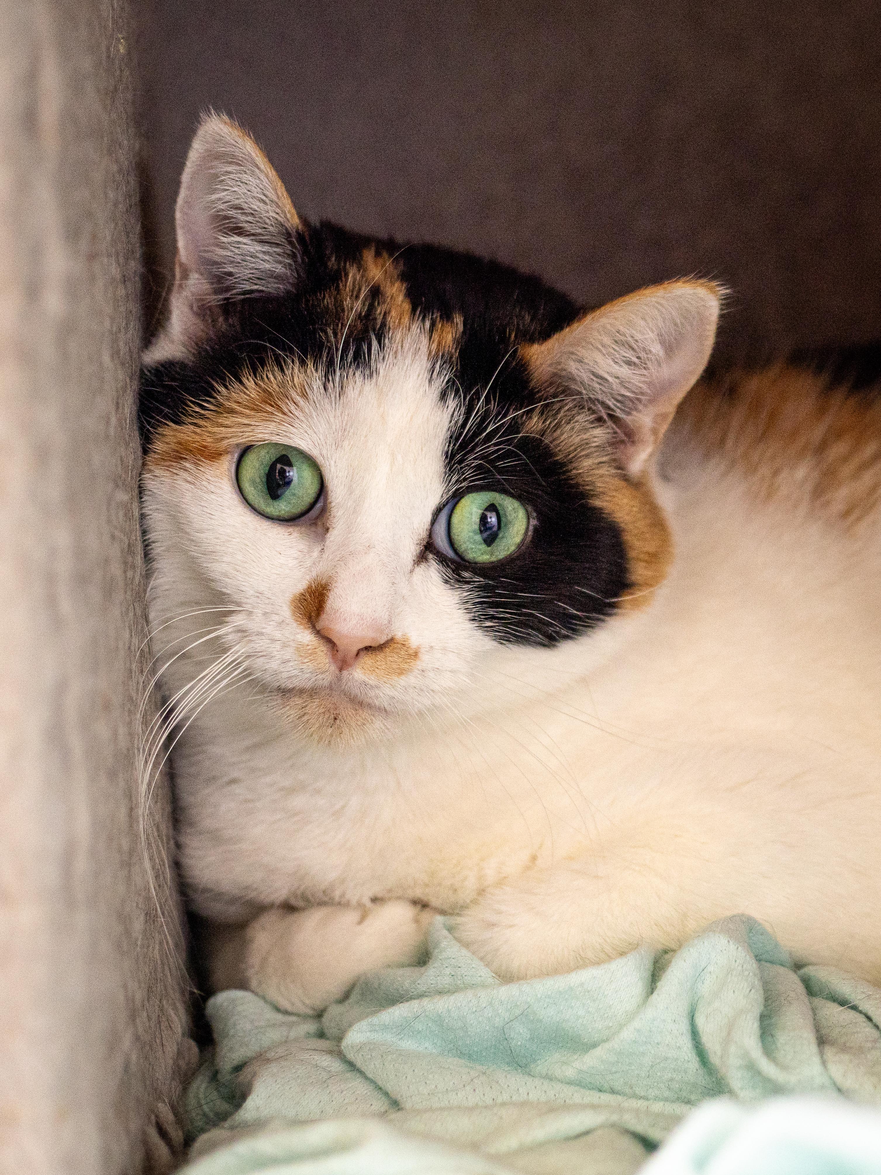 Persephone - Adoption Fee Waived!, Adoptable, Adult Female Siamese & Domestic Short Hair.