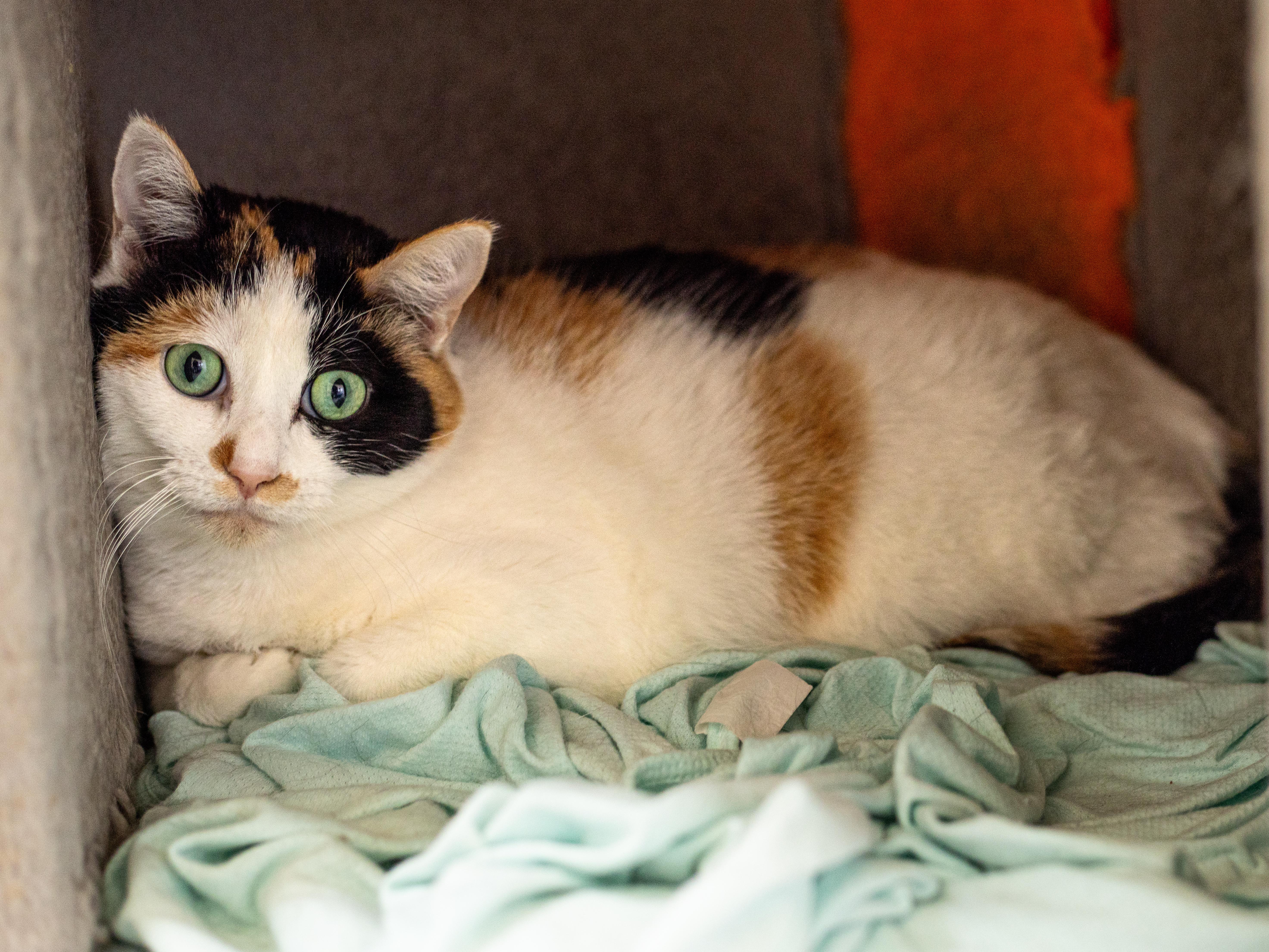 Persephone - Adoption Fee Waived!, a Adoptable mixed breed in Richland Center, WI image 2/4