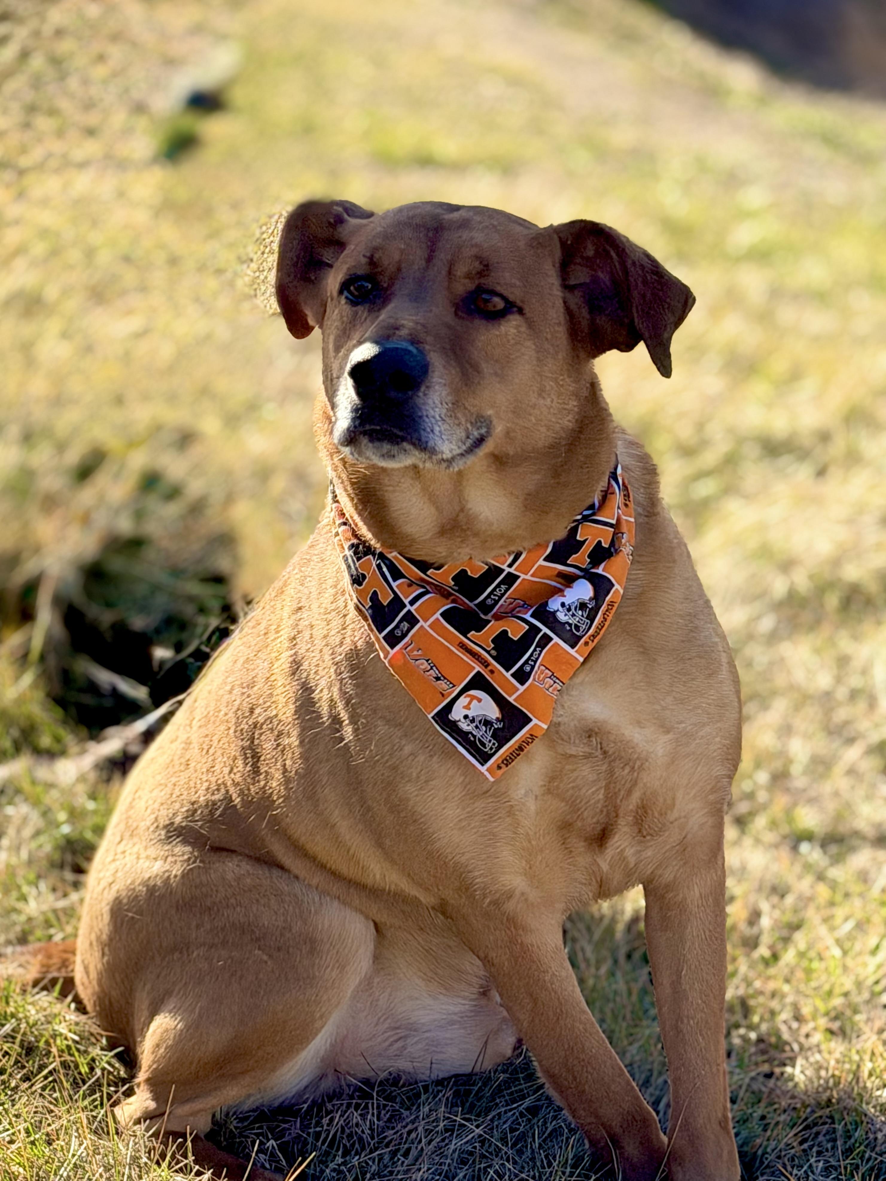 Joe Cocker, adoptable, Adult Male Labrador Retriever & Hound.
