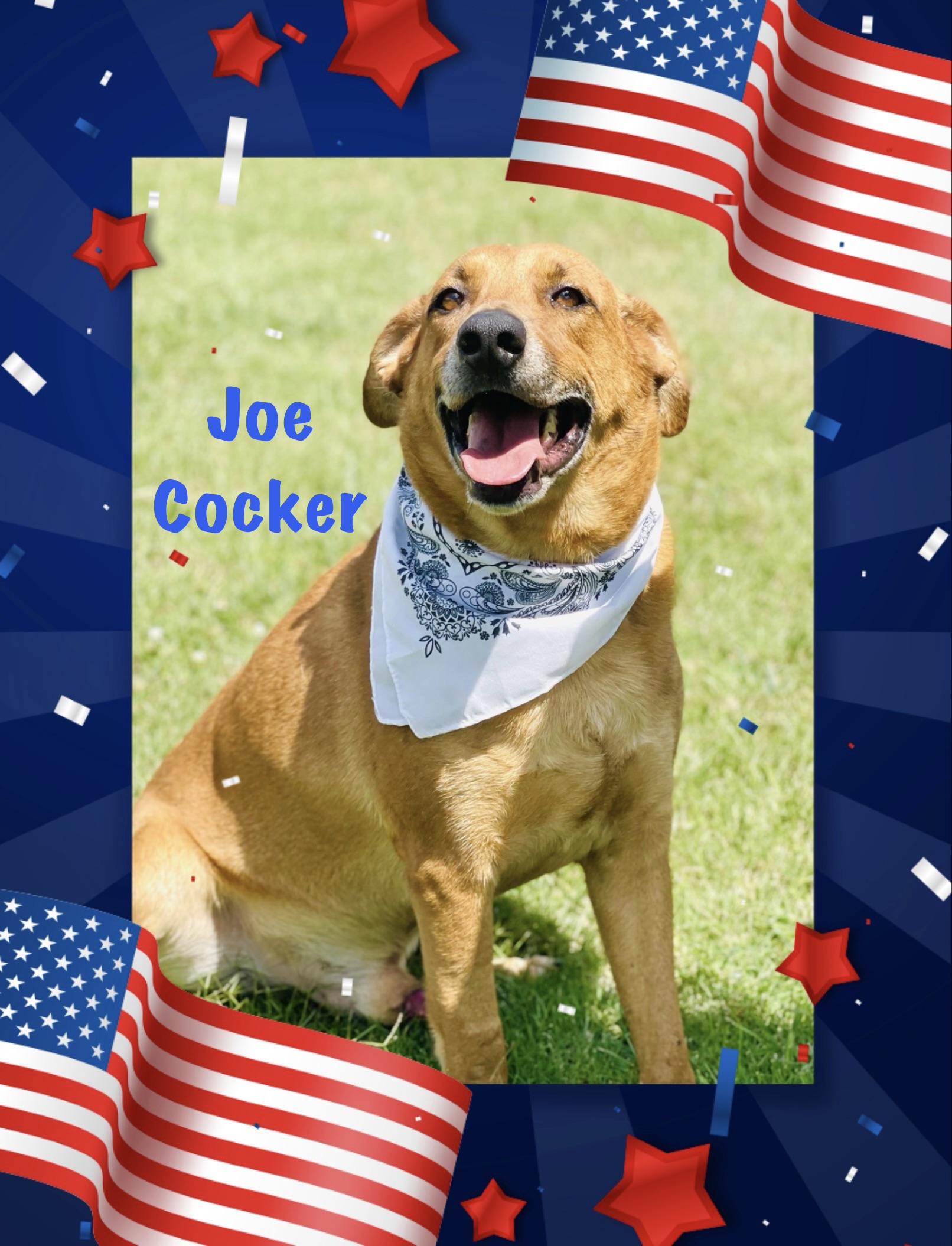Joe Cocker, adoptable, Adult Male Labrador Retriever & Hound.