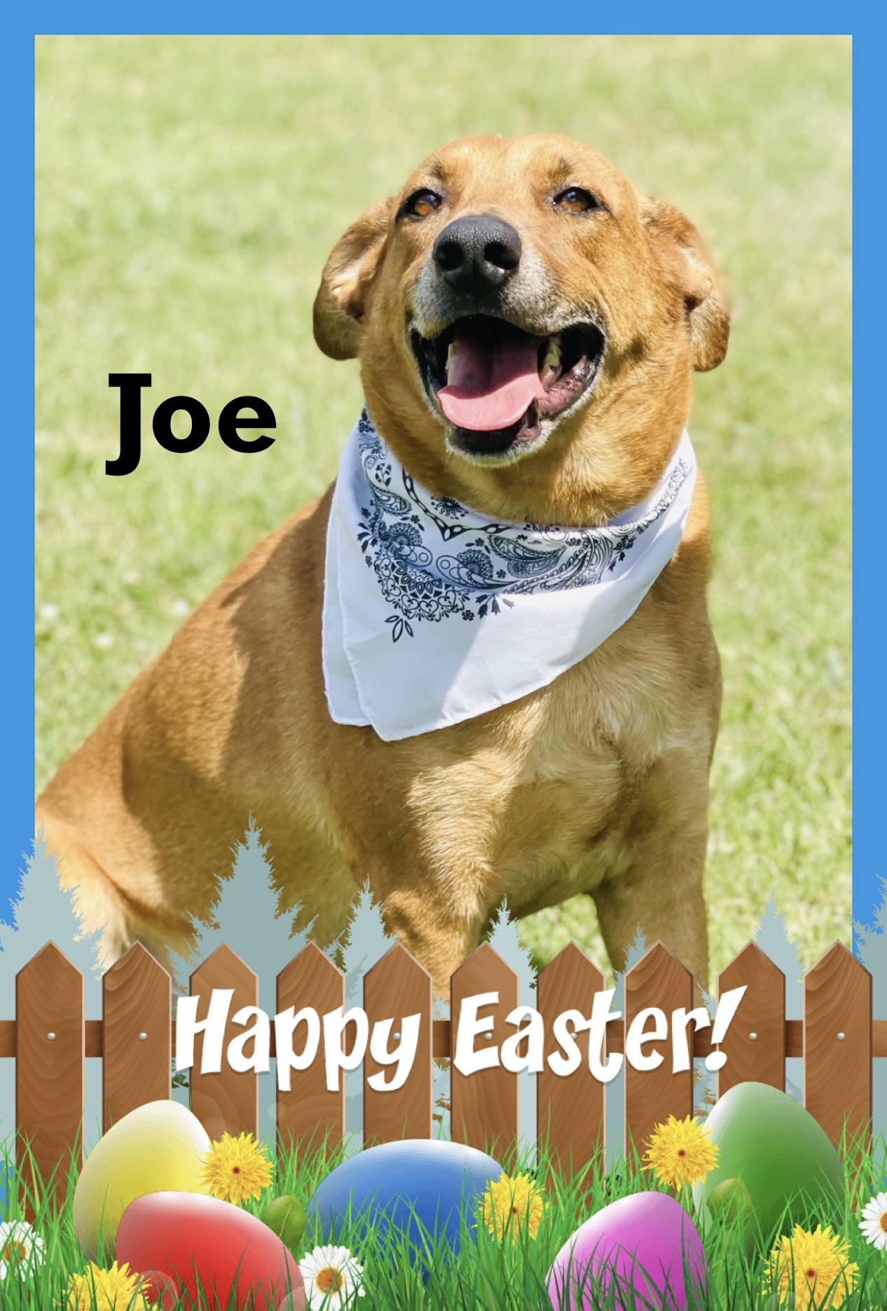 Enlarge Joe Cocker, an adoptable mixed breed in Maryville, TN image 2/6